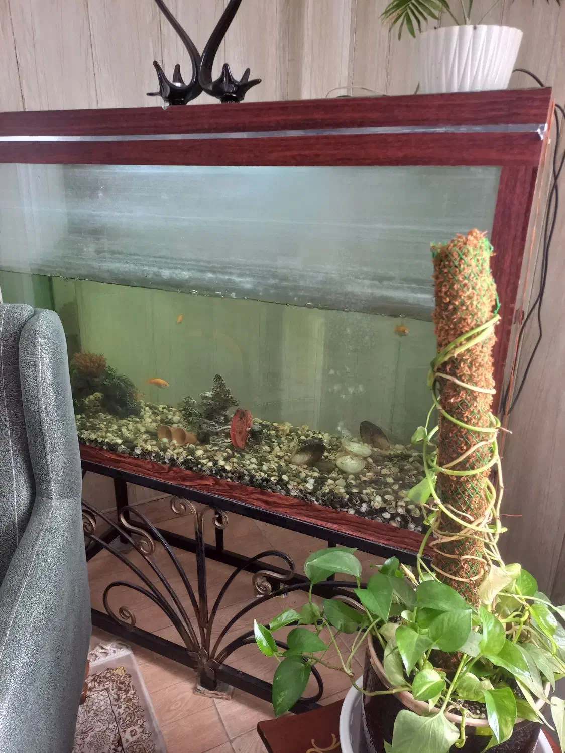 فروش آکواریوم|ماهی|هادی شهر, |دیوار