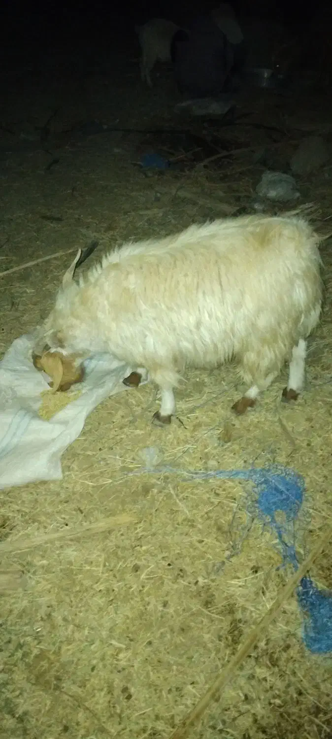 تعدادی گوسفند چاق چاق|حیوانات مزرعه|جیرفت, |دیوار