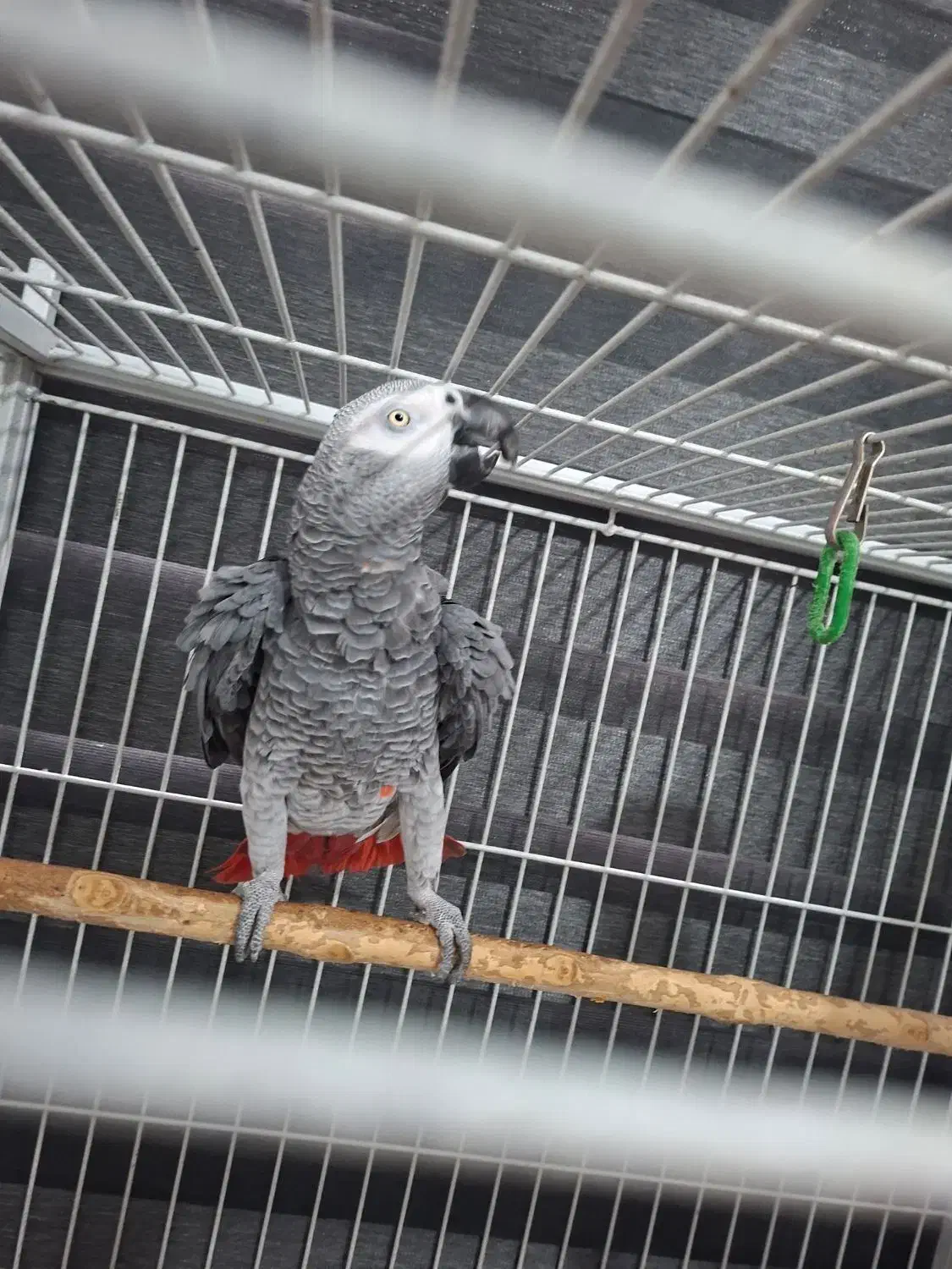 کاسکو سخنگو نر|پرنده|رشت, پیرسرا|دیوار