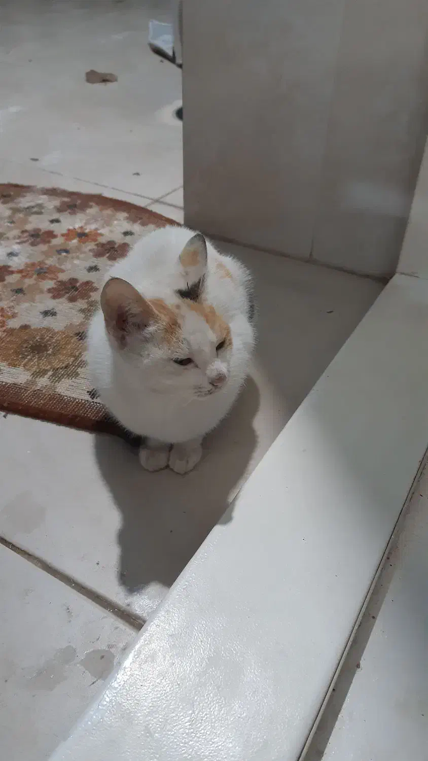 واگذاری بچه گربه‌‌ی با نمک|گربه|املش, |دیوار