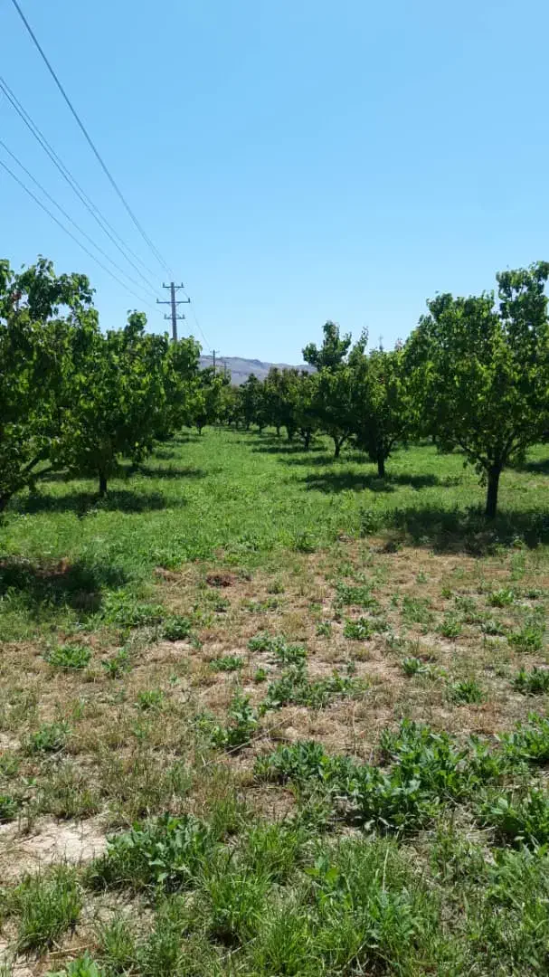 زمین وباغ جاده دندی روستای دوزکندبیش از یک هکتار|فروش زمین و ملک کلنگی|انگوران, |دیوار
