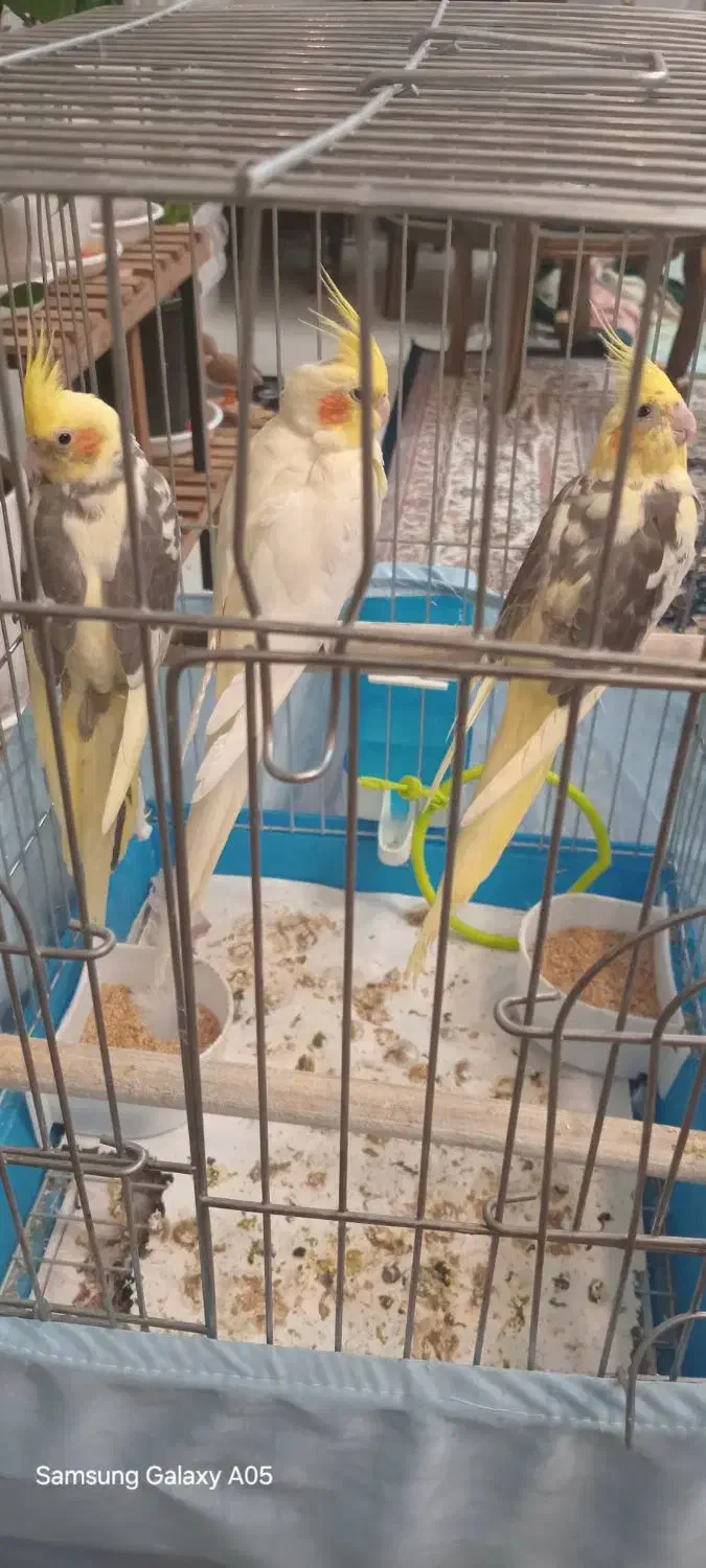 عروس هلندی|پرنده|هشتگرد, فاز ۲ مهستان|دیوار