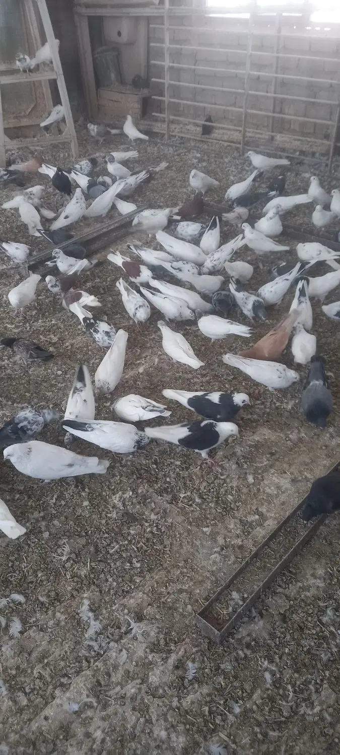 کبوتر|پرنده|خلجستان, |دیوار