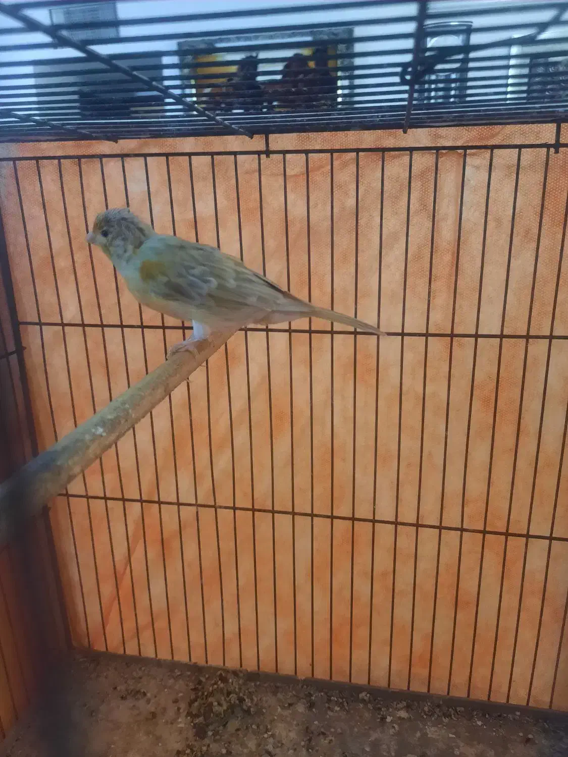 قناری ماده|پرنده|دلیجان, |دیوار