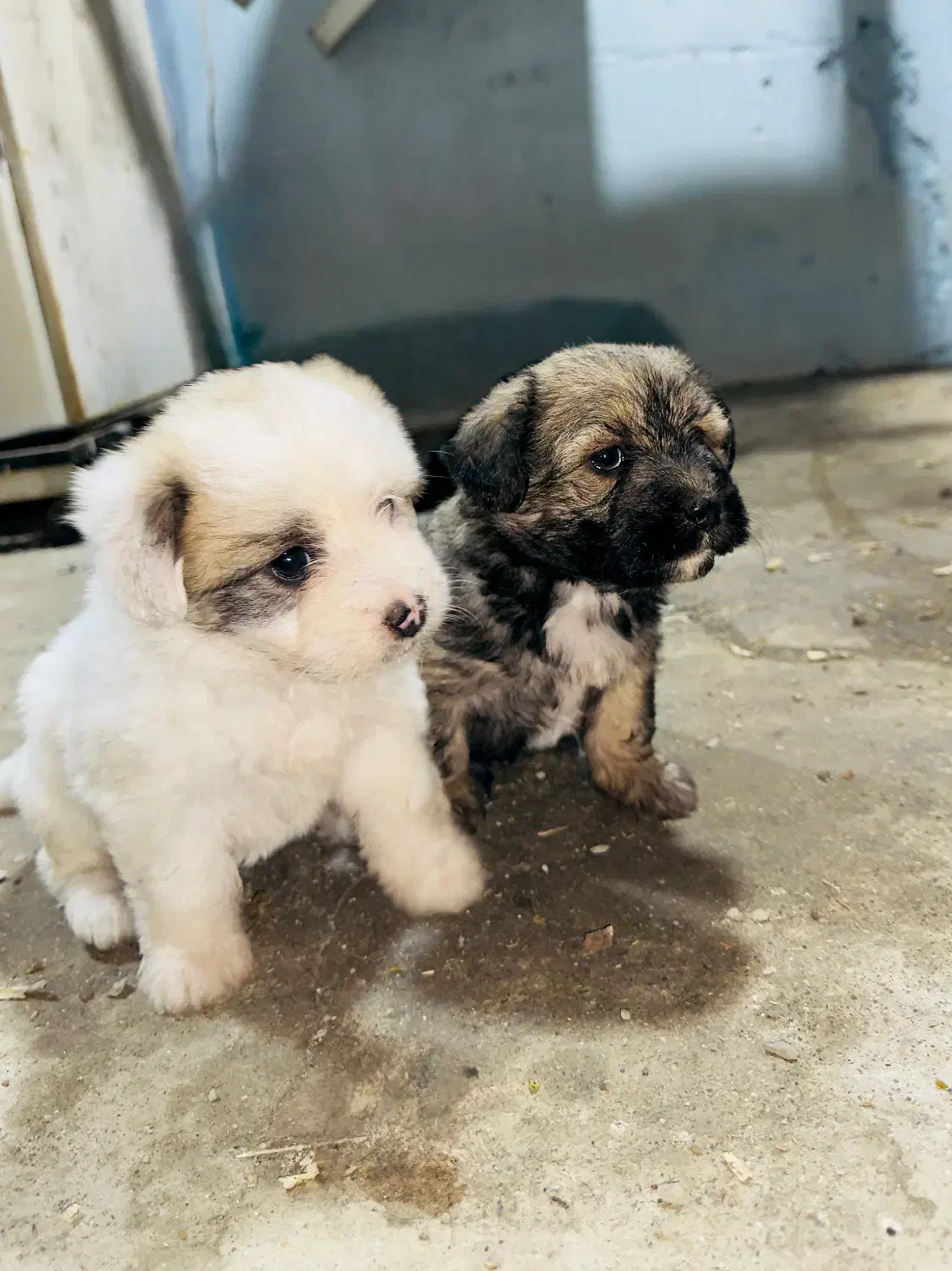 سگ پاکوتاه|سگ|لوندویل, |دیوار