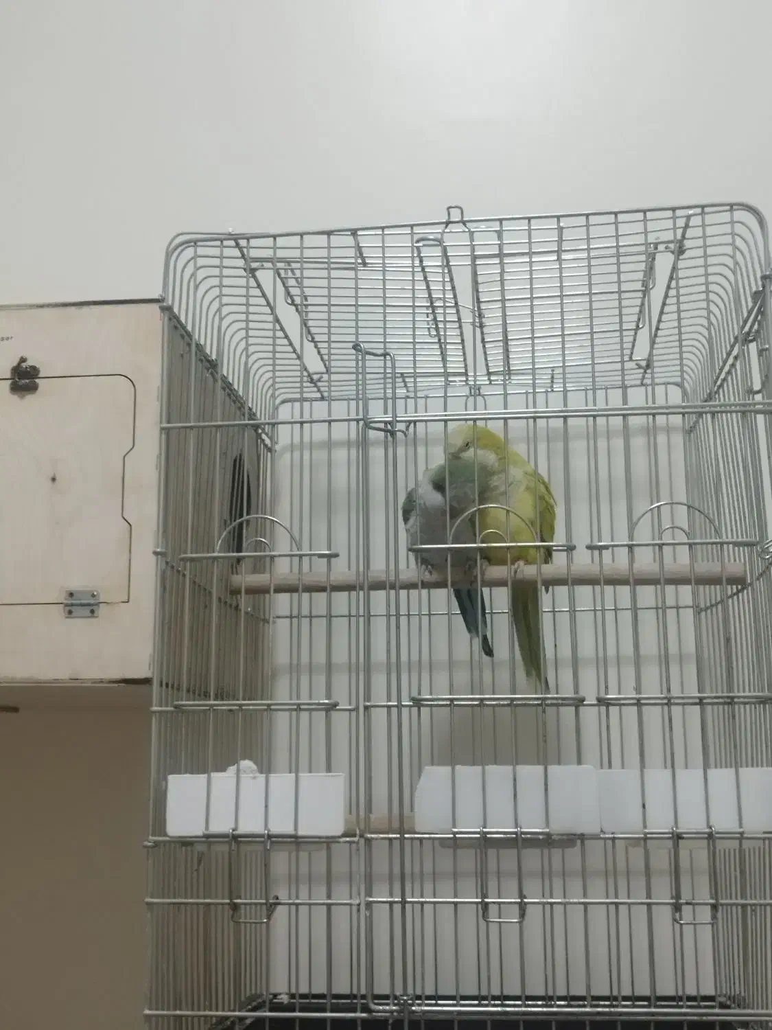 ۳جفت راهب مولد دم تخم|پرنده|کرج, شاهین‌ویلا|دیوار