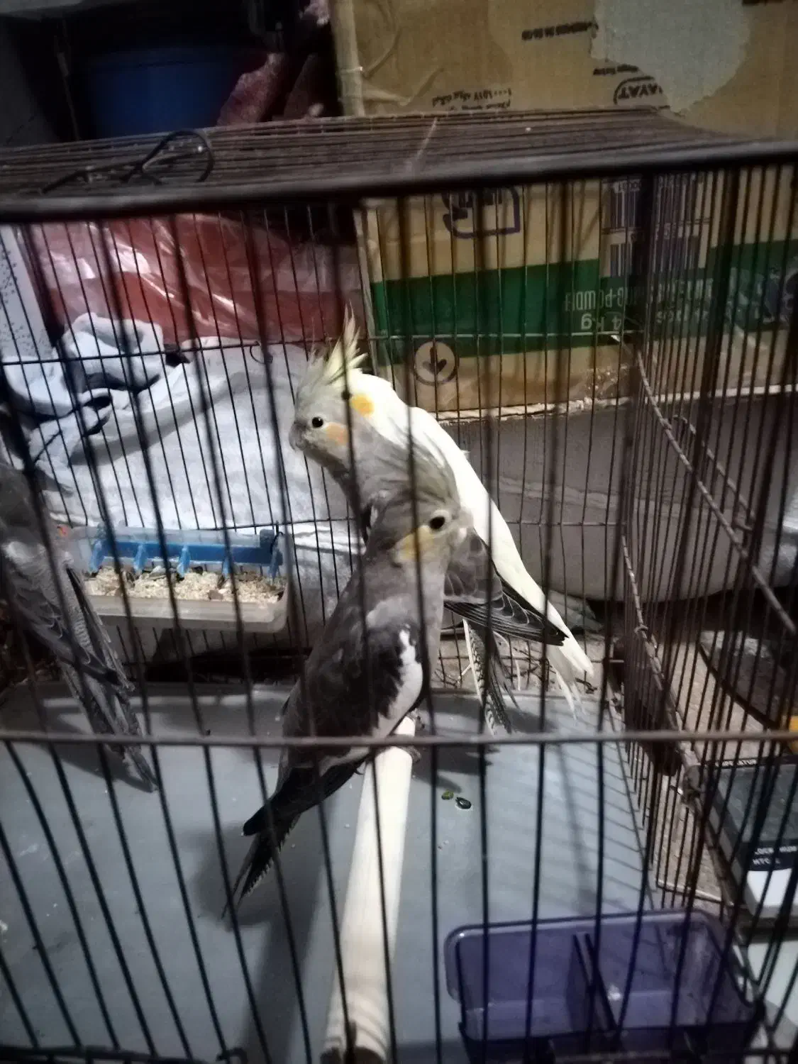 عروس هلندی جوجه|پرنده|اراک, |دیوار