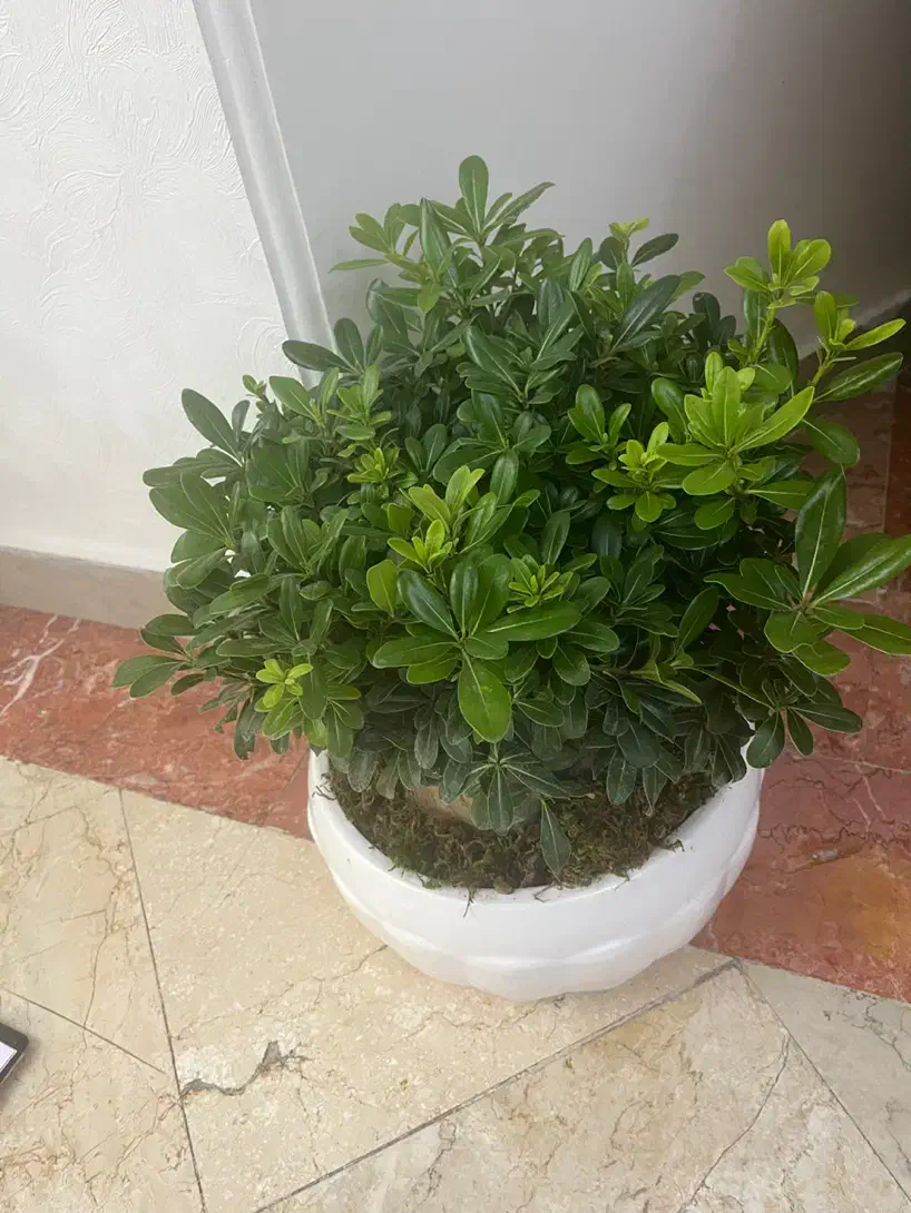 گل بن سای سایز بزرگ|گل و گیاه طبیعی|تهران, گیشا|دیوار