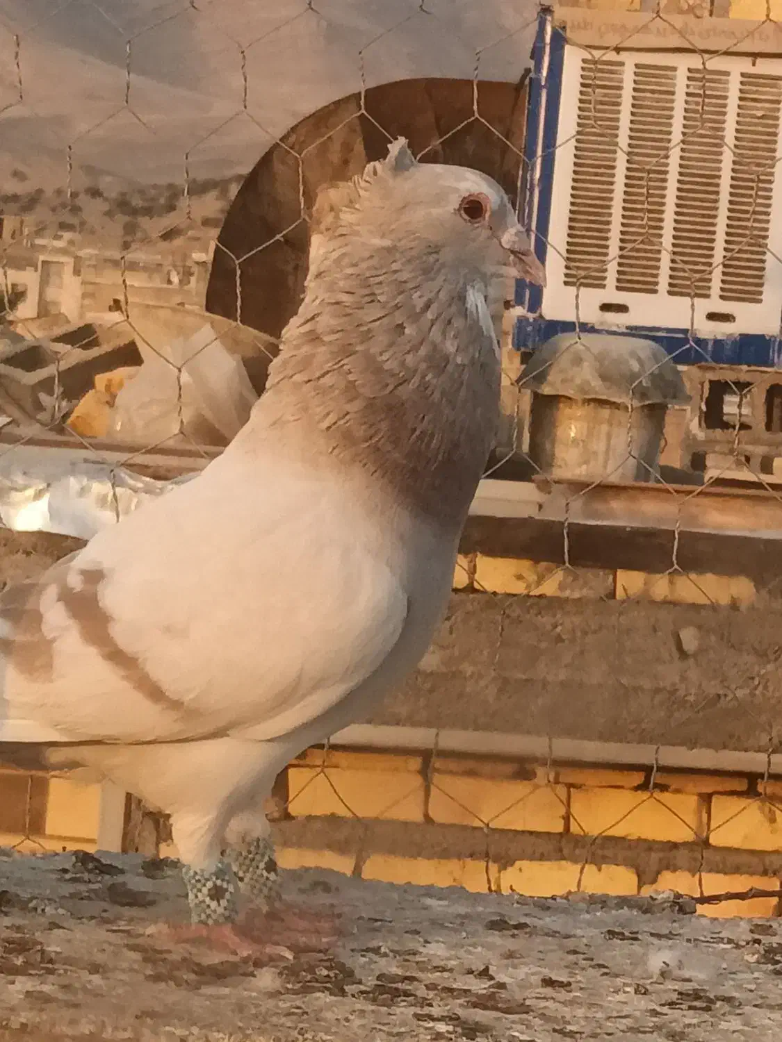 کبوتر|پرنده|شیراز, حومه شیراز|دیوار