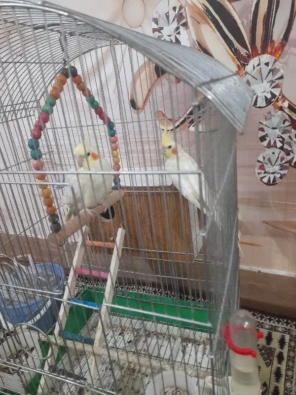 عروس هلندی لوتیتو و قفس و لانه|پرنده|قیدار, |دیوار