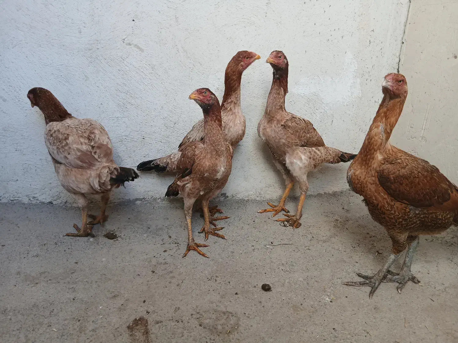 مرغ لاری|حیوانات مزرعه|اهر, |دیوار