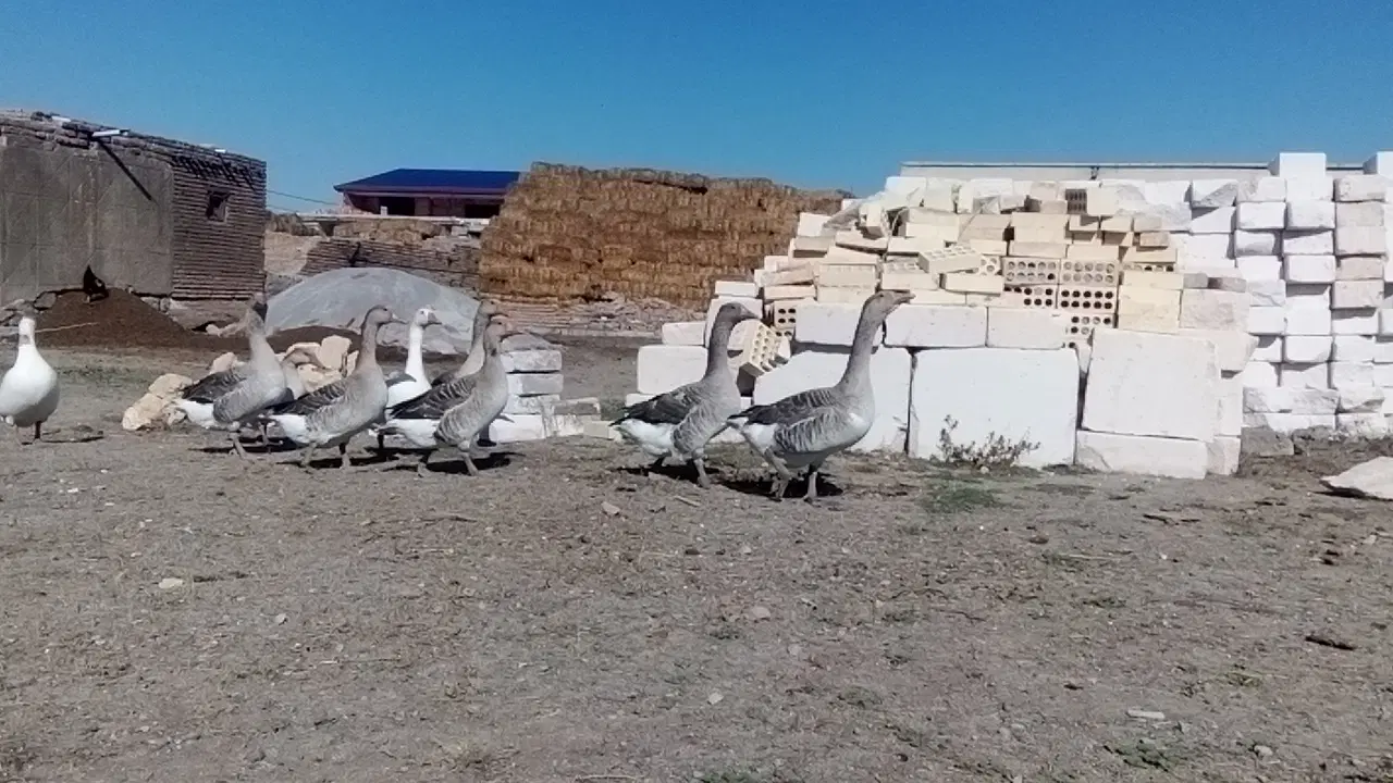غاز|حیوانات مزرعه|اردبیل, |دیوار