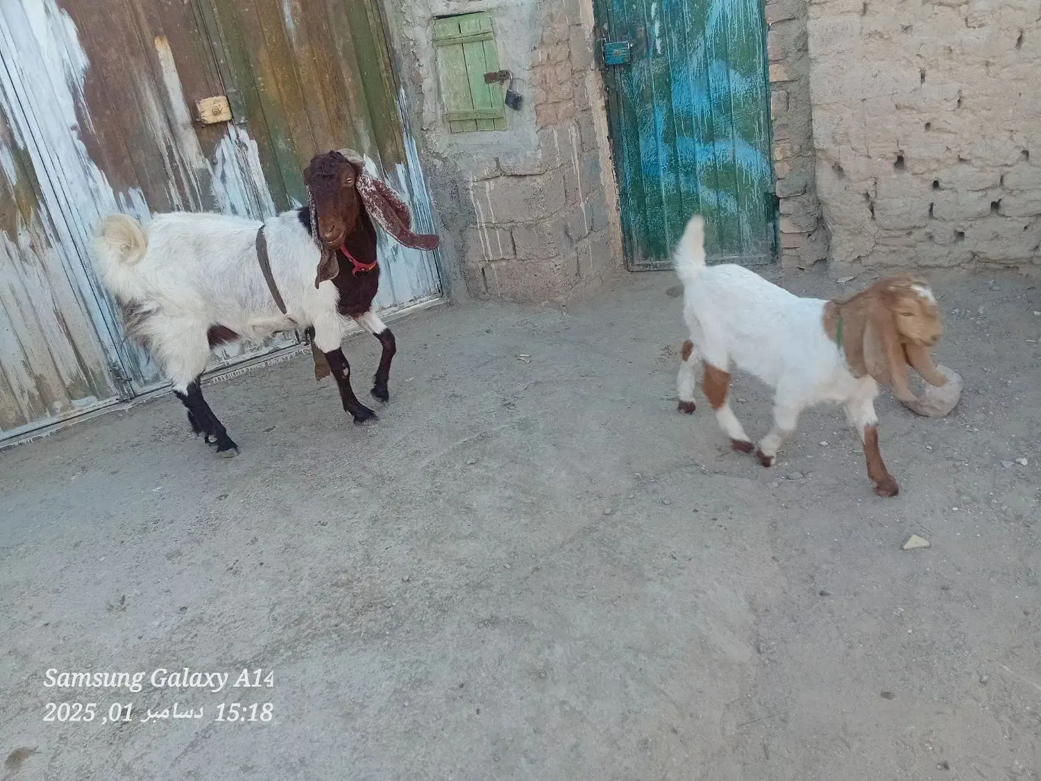 بز با کهرنر|حیوانات مزرعه|زهک, |دیوار