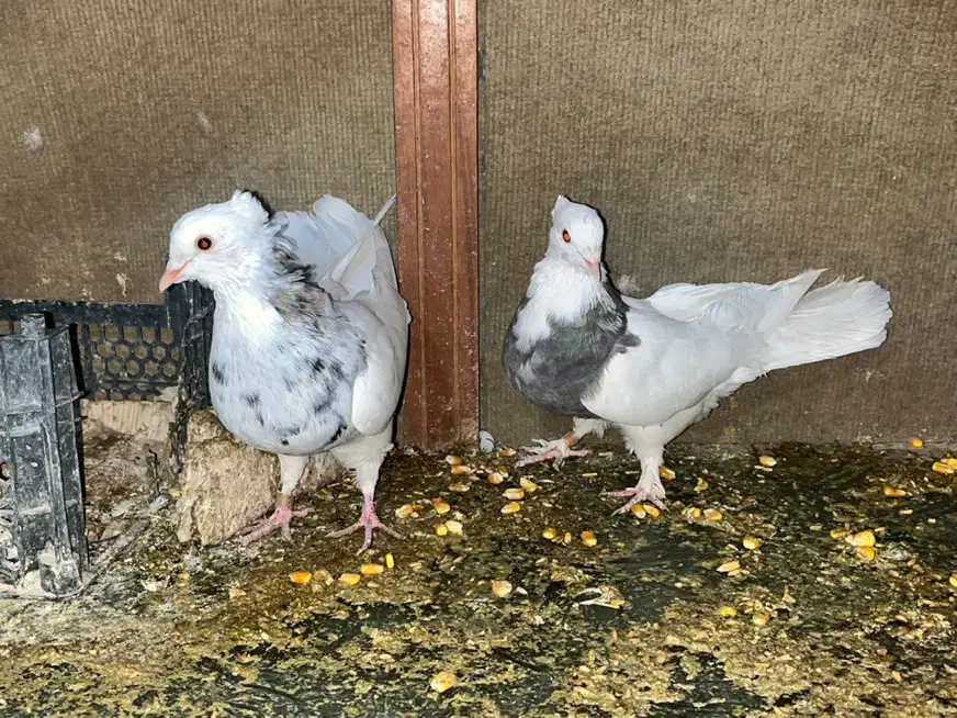 کبوتر پلاکی|پرنده|شهرضا, |دیوار