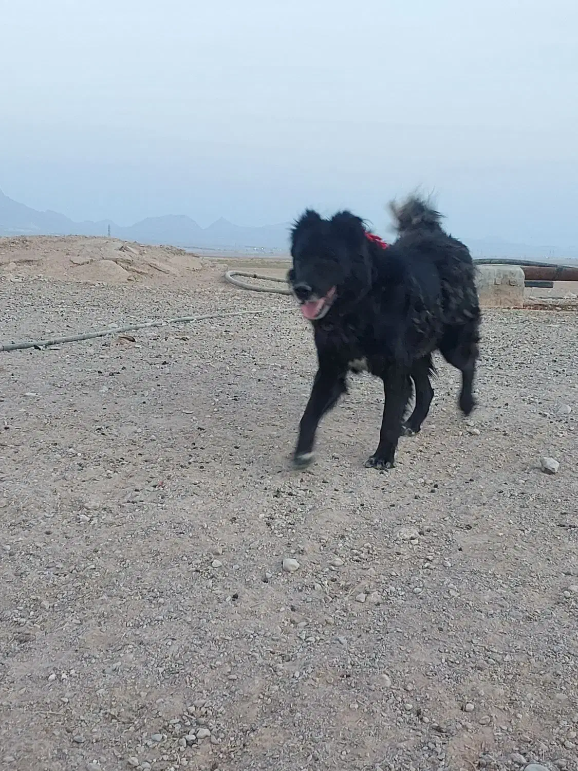 سگ گله|سگ|مبارکه, |دیوار