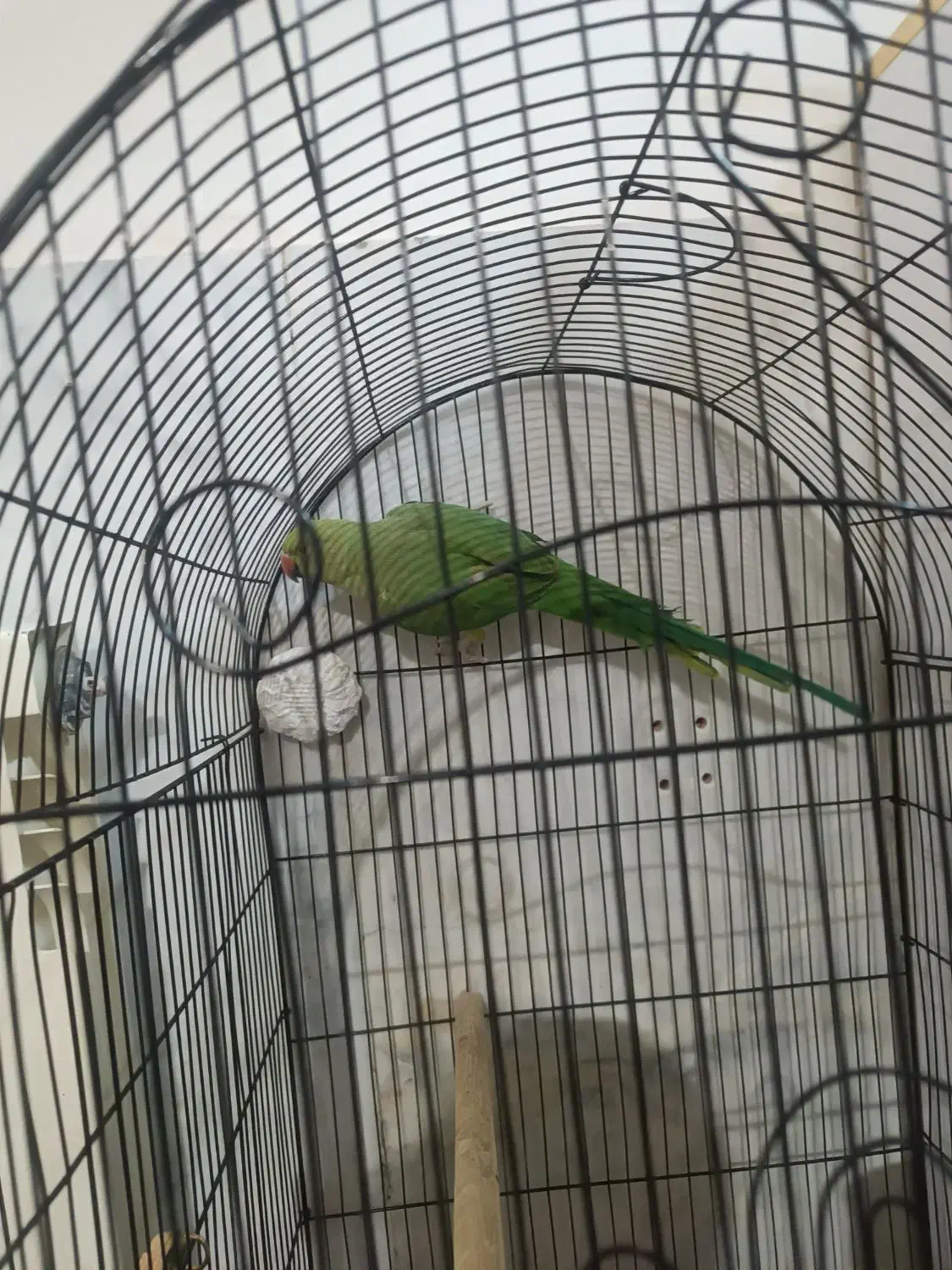 طوطی ملنگو|پرنده|مهریز, |دیوار