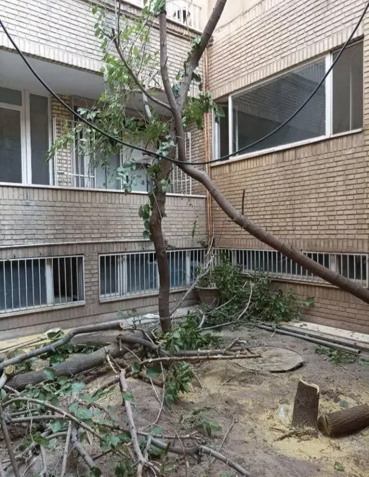 چوب در باغات|عمده‌فروشی|نوشین شهر, |دیوار