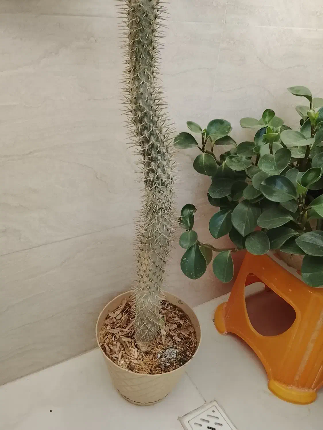 گل طبیعی ماداگاسکار|گل و گیاه طبیعی|پاکدشت, پاکدشت (مامازند)|دیوار