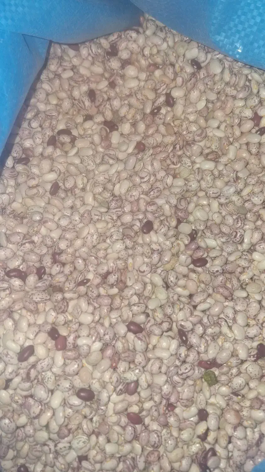 لوبیاچیتی بوجارشده برداشت امسال|عمده‌فروشی|اردل, |دیوار