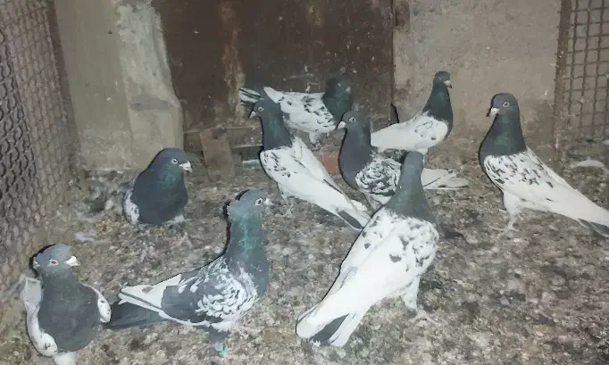 کبوتر سردار|پرنده|کشکوئیه, |دیوار