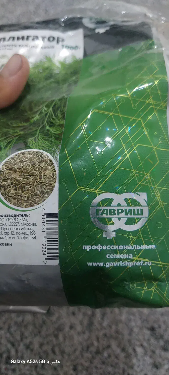 بذر شوید گاوریش|خدمات باغبانی و درختکاری|برازجان, |دیوار