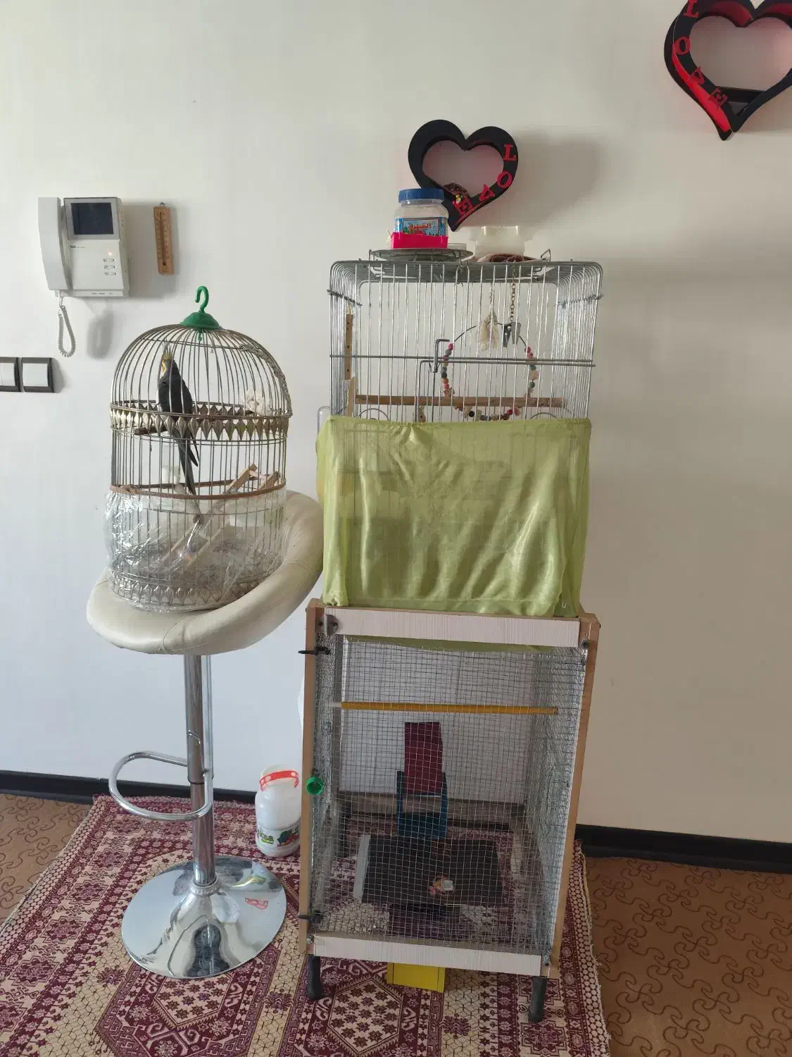 یک جفت بادوتا بچه دوماهه بادوتاقفس ولوازم|پرنده|بجنورد, |دیوار