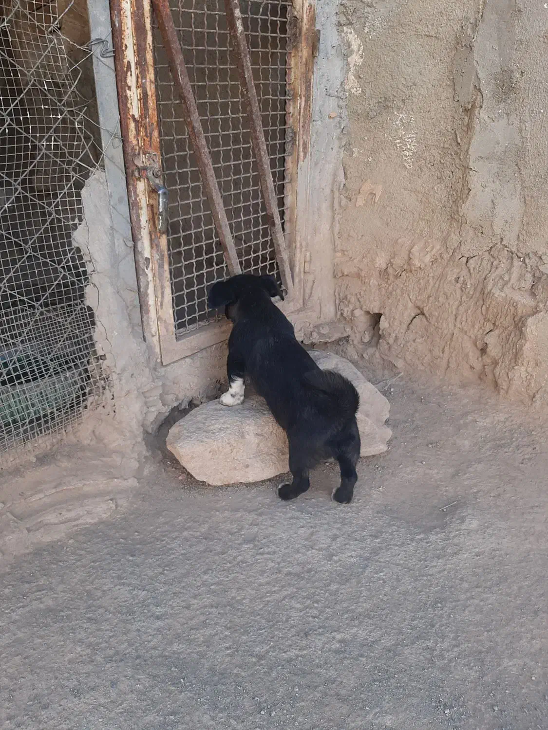 سگ پاکوتاه|سگ|بهار, |دیوار