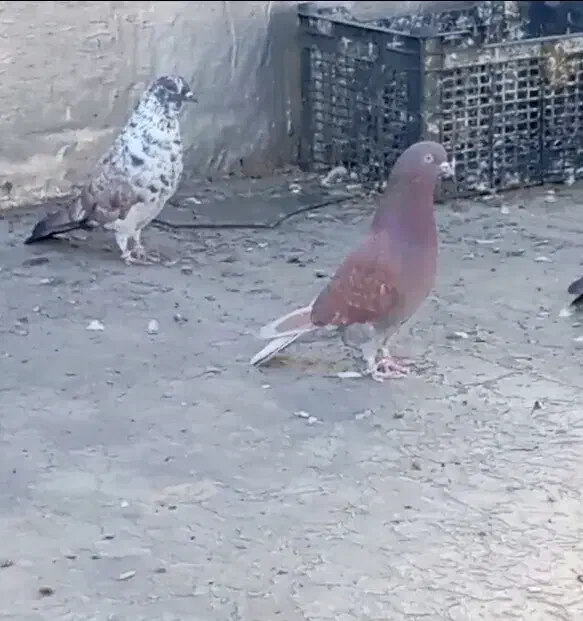 جفت کبوتر پرشی|پرنده|بانه, |دیوار