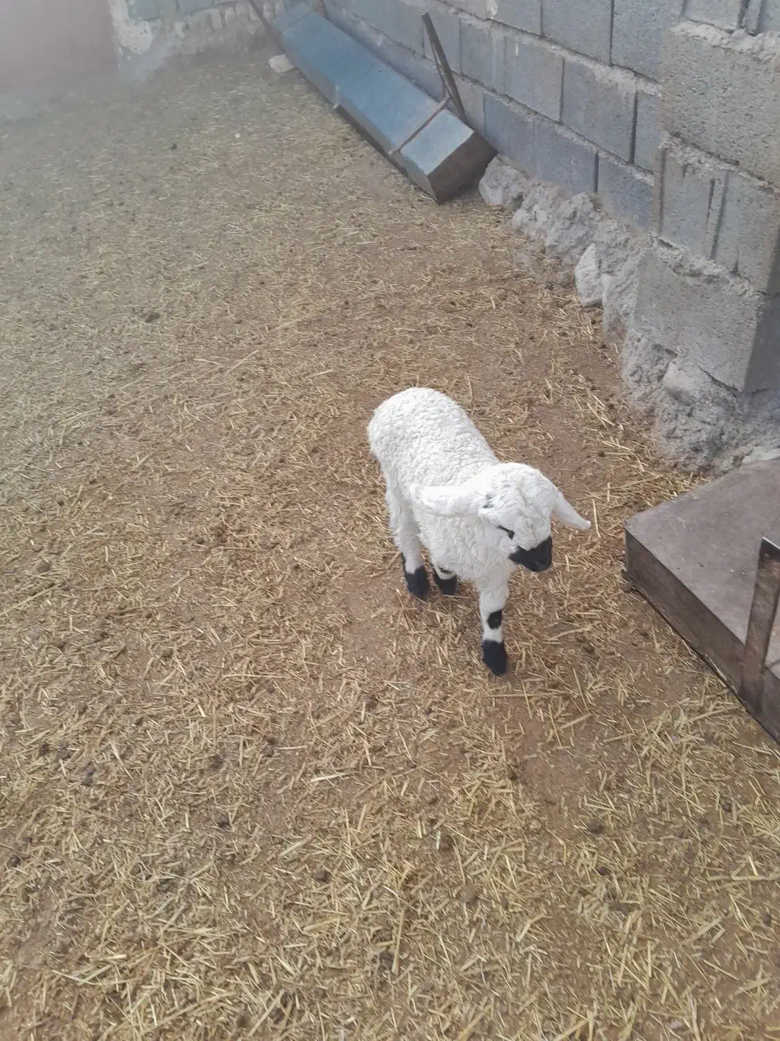 میش زایده|حیوانات مزرعه|زیرکوه, |دیوار