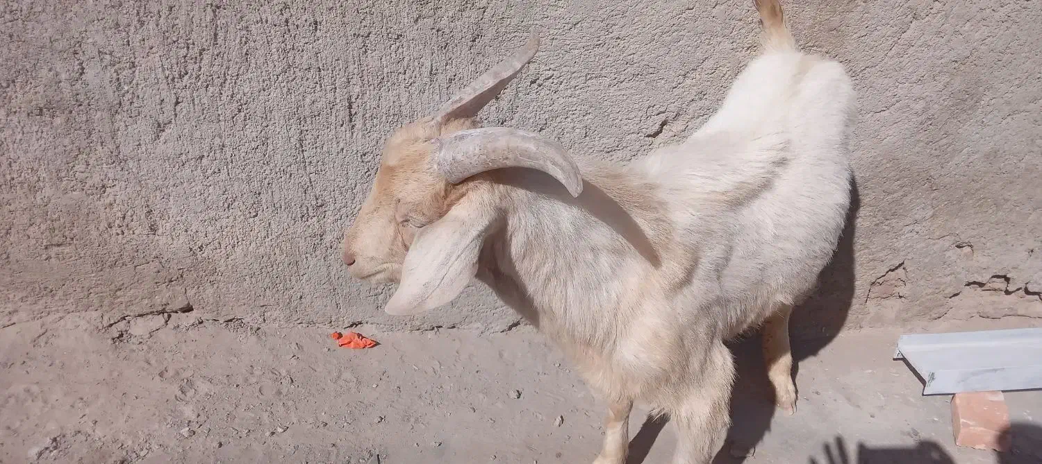 بزسانن|حیوانات مزرعه|پشتکوه (سیستان و بلوچستان), |دیوار