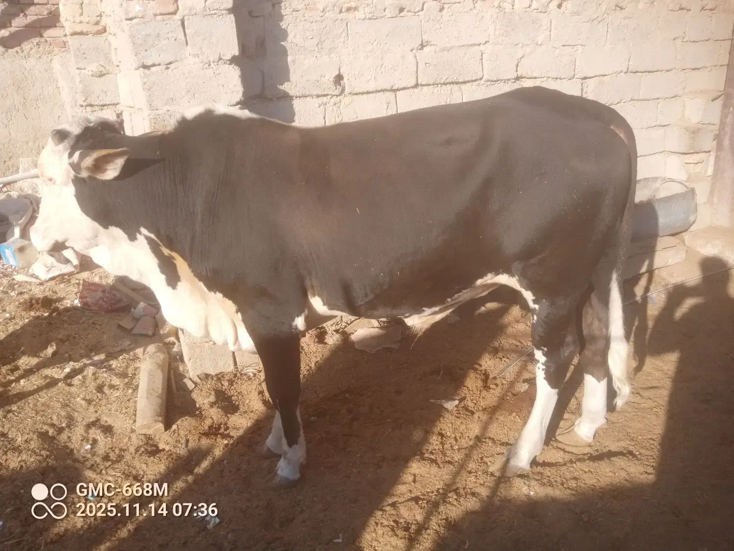 گوساله نر پلواری|حیوانات مزرعه|زابل, |دیوار