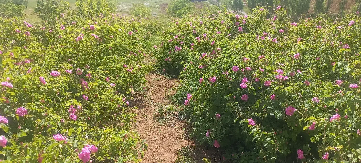 گلاب عسل کشمش|عمدهفروشی|سنندج, |دیوار