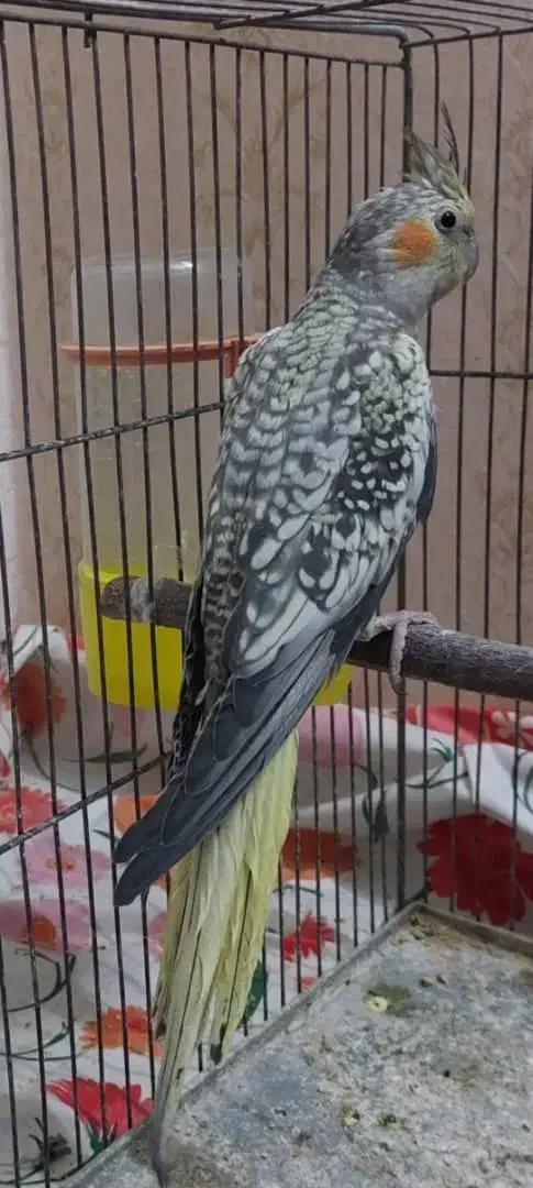 عروس هلندی جوجه مناسب آموزش|پرنده|اصفهان, پوریای ولی|دیوار