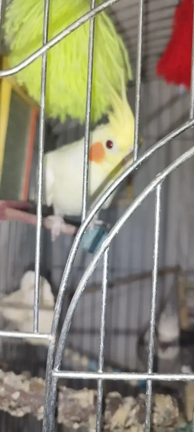 عروس هلندی نروماده بایک ماده جم|پرنده|جم, |دیوار