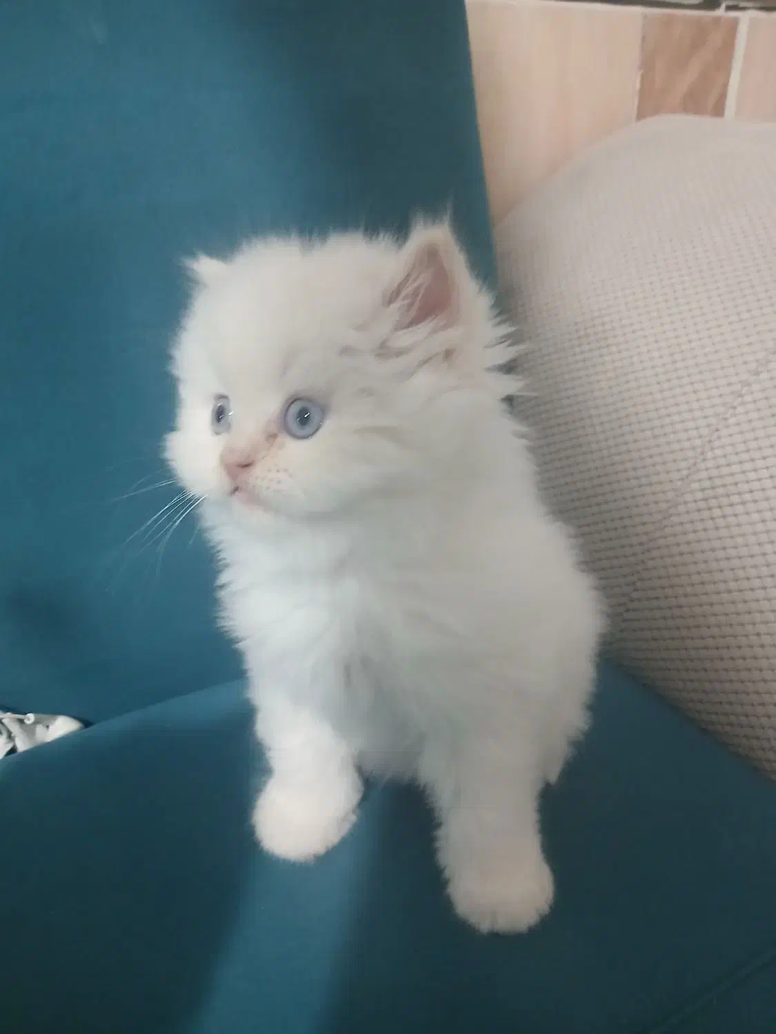 توله گربه پرشین|گربه|شیراز, کوشک میدان|دیوار