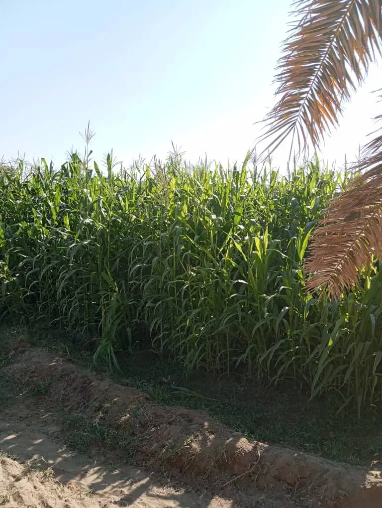 علوفه ذرت|حیوانات مزرعه|ایرانشهر, |دیوار