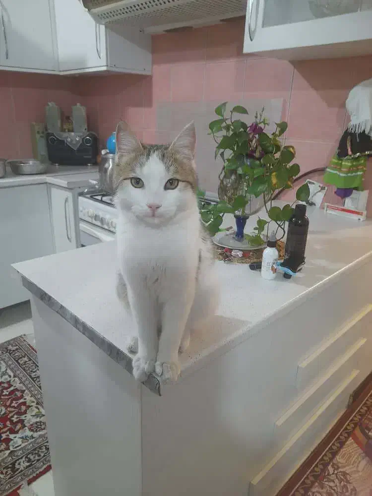 گربه خانگی|گربه|پردیس, فاز ۱۱|دیوار