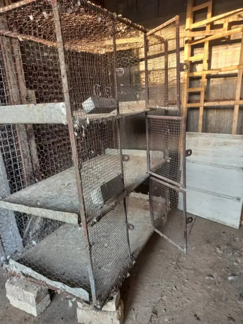 قفس،طوربند،گندم ونان دامی تمیز|لوازم جانبی حیوانات|برخوار, |دیوار