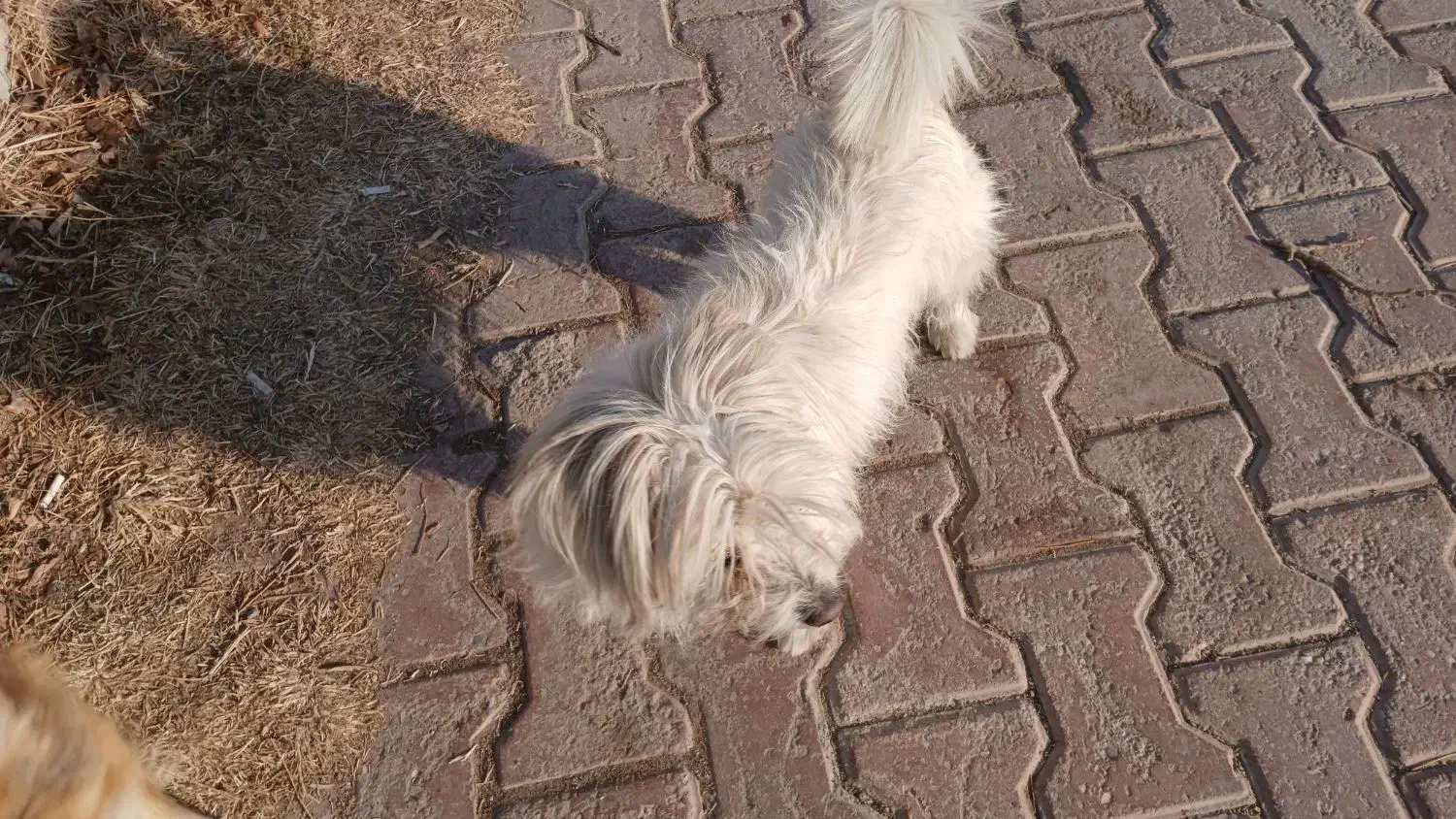 سگ نژاد شیتزو|سگ|فولادشهر, A6|دیوار