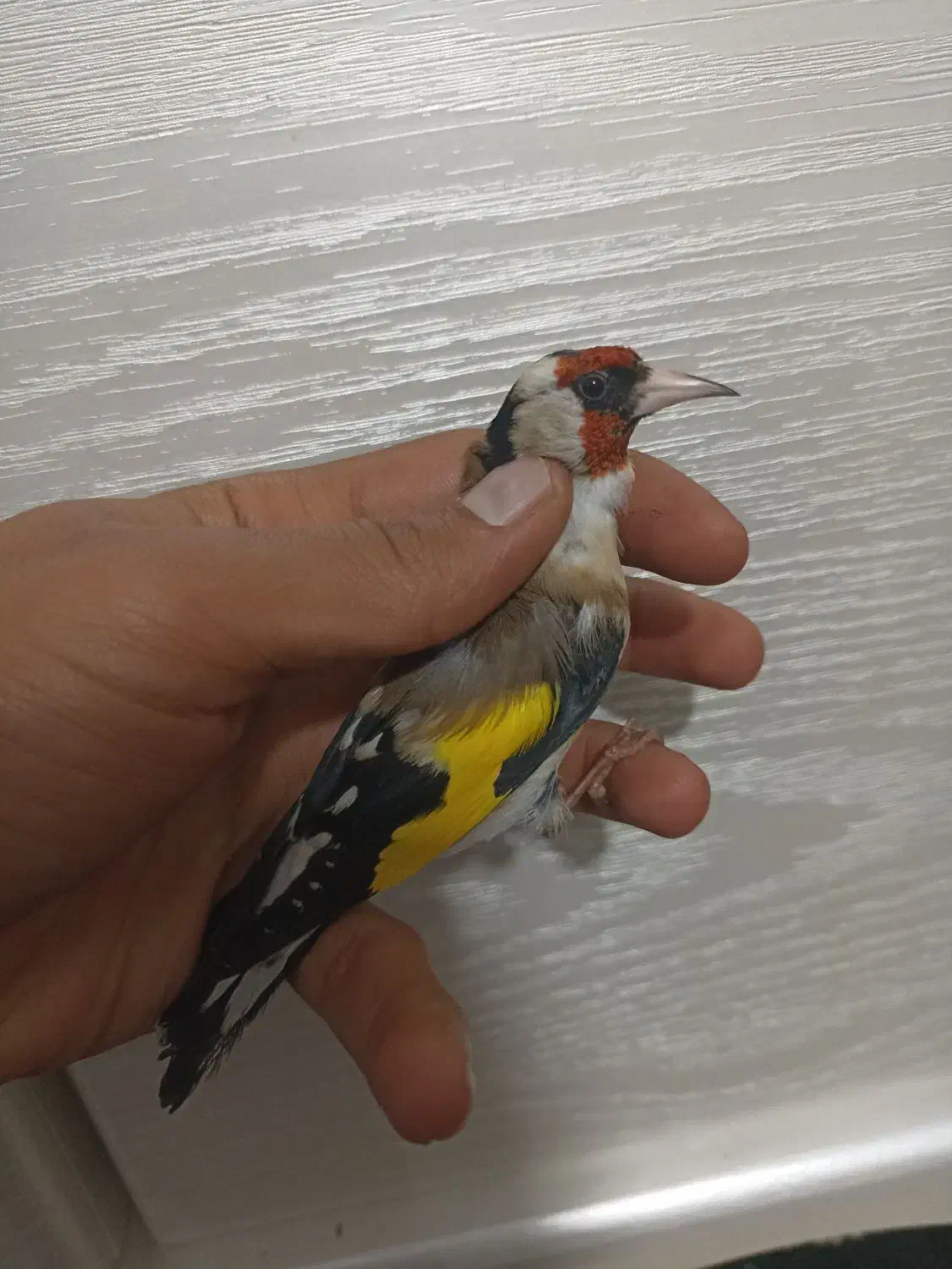 سهره دهن زن|پرنده|شیراز, کوشک میدان|دیوار