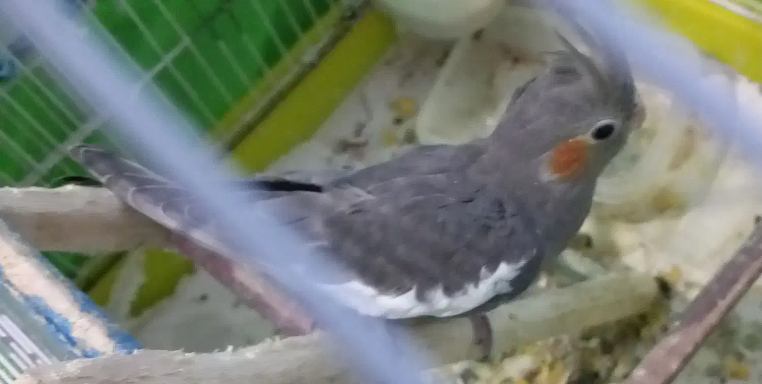 طوطی سالم جوجه|پرنده|رشت, یخسازی|دیوار