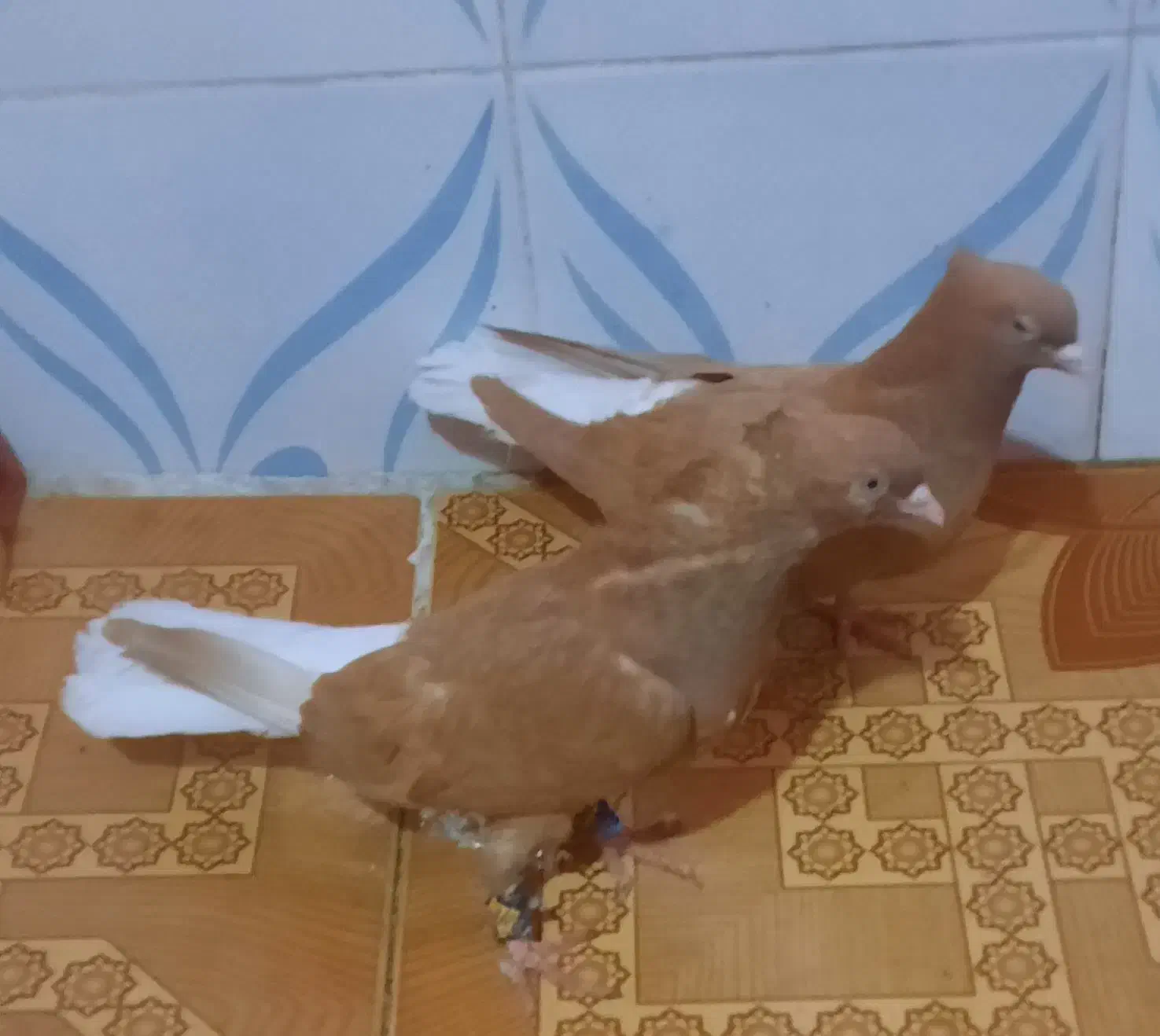 نروماده اشعل زرد ویه ماده قهوی دم سفید|پرنده|خرمشهر, |دیوار