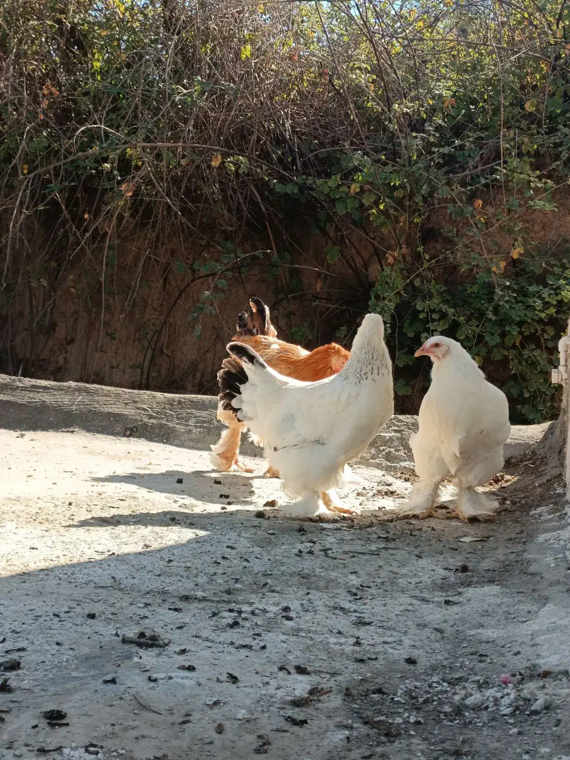 خروس و مرغ برهما|حیوانات مزرعه|مینودشت, |دیوار