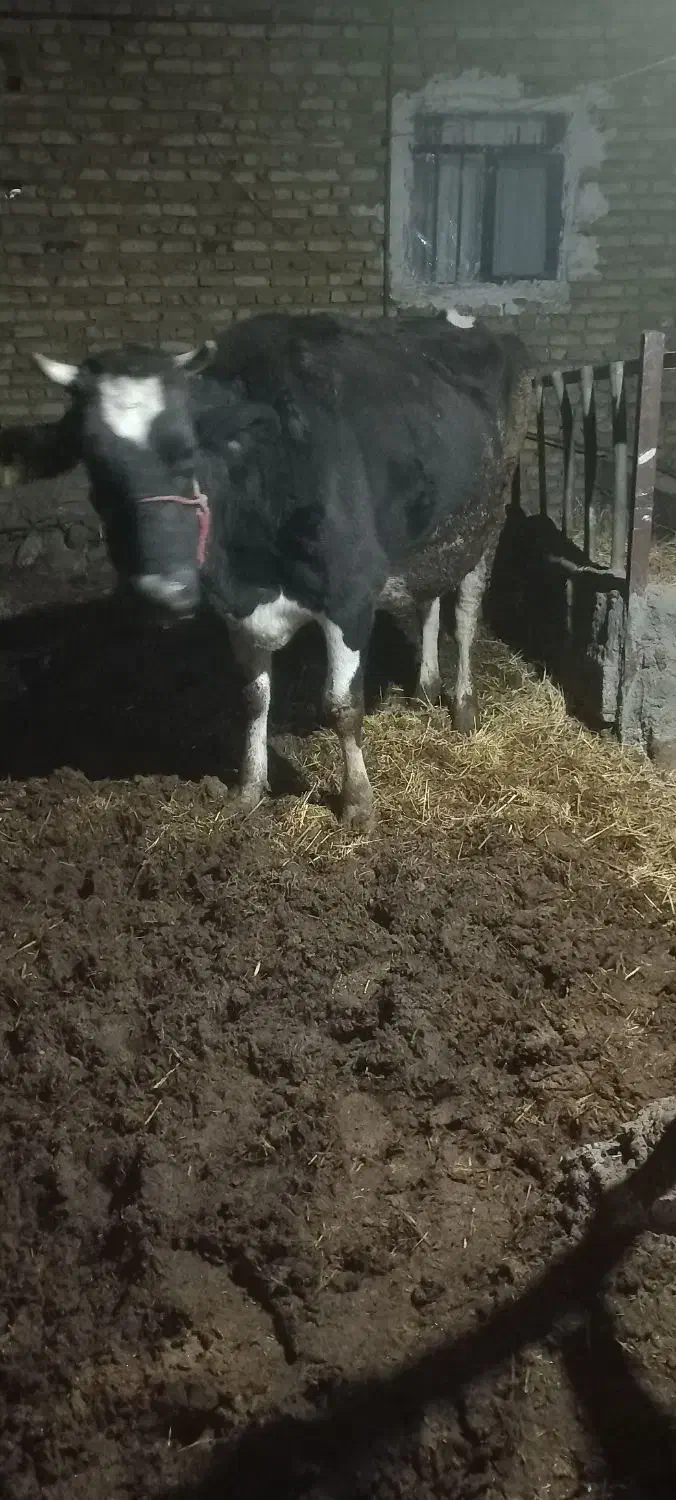 گاو|حیوانات مزرعه|مشهد, تبادکان|دیوار