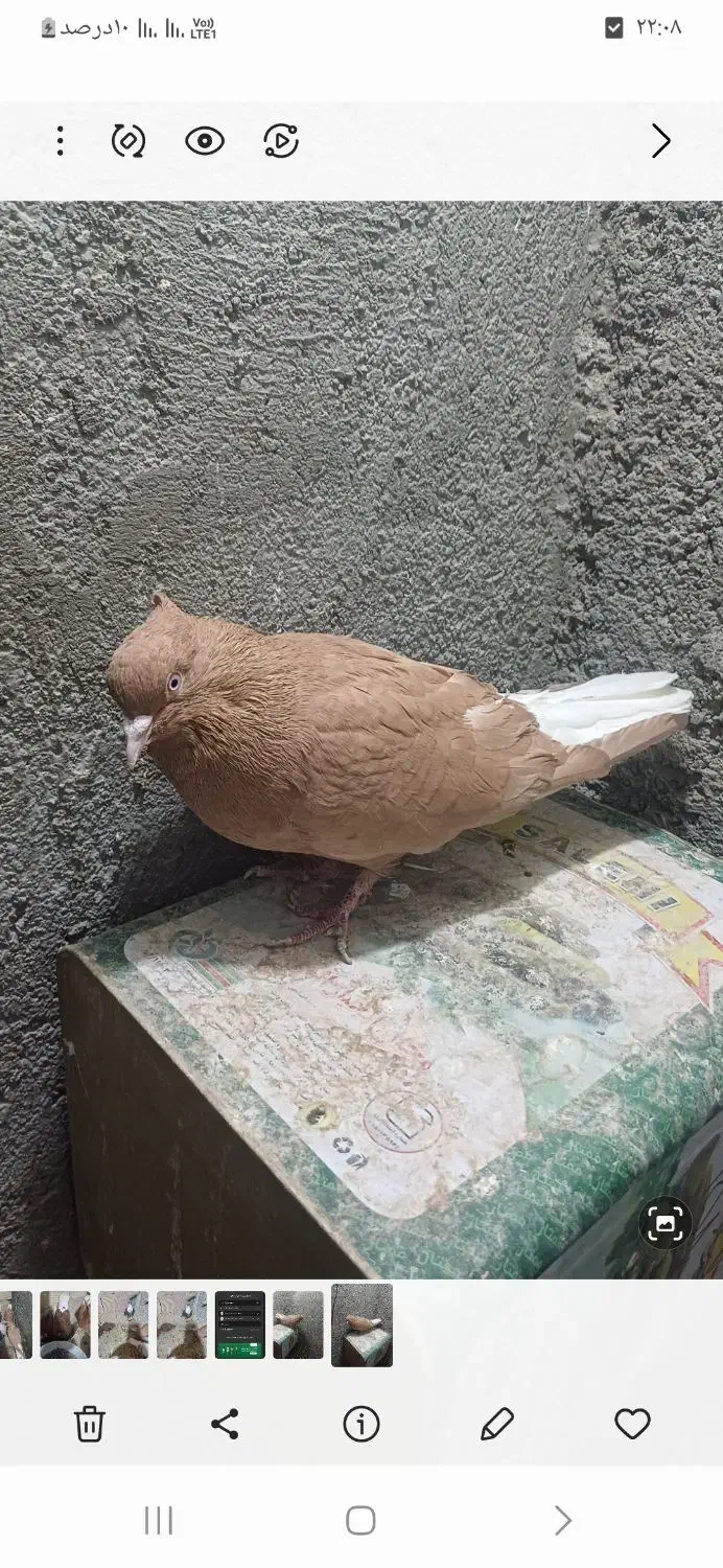 زرد دم سفید|پرنده|سبزوار, همت|دیوار