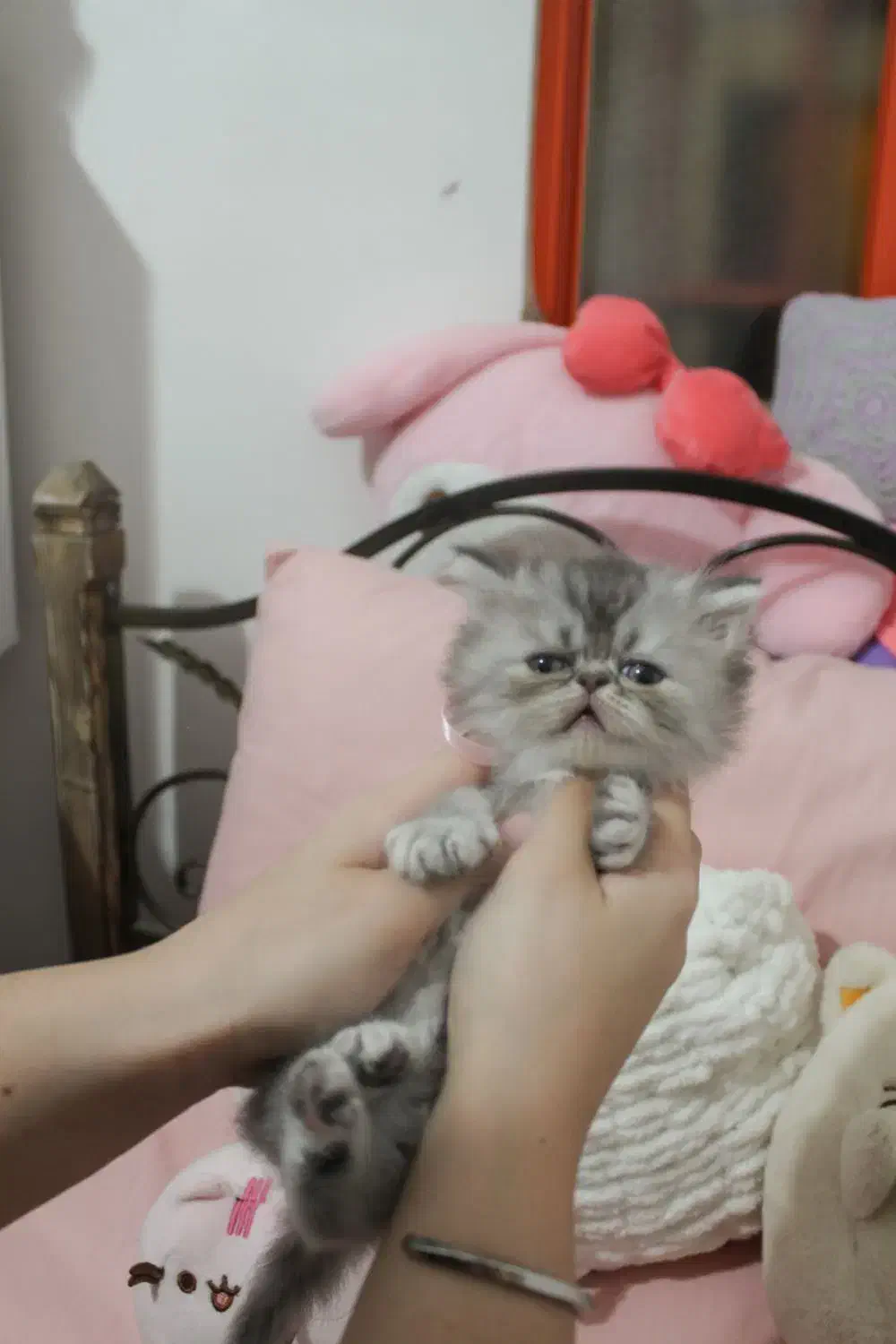 گربه سوپرفلت پرشین|گربه|رشت, کوی حسینی|دیوار