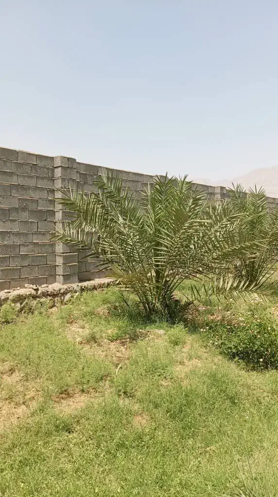 درخت نخل پیارم ۴ ساله و پاجوش زاهدی|خدمات باغبانی و درختکاری|بندرعباس, |دیوار