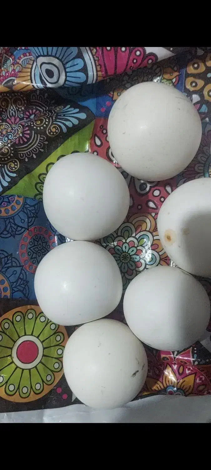 سنگ الماس اسیاب|جواهرات|شیراز, فرگاز|دیوار