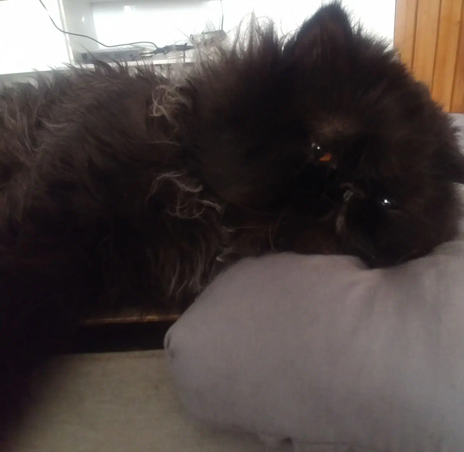 واگذاری گربه بانمک ودوستداشتنی برتیش|گربه|صدرا-فارس, فاز ۱|دیوار