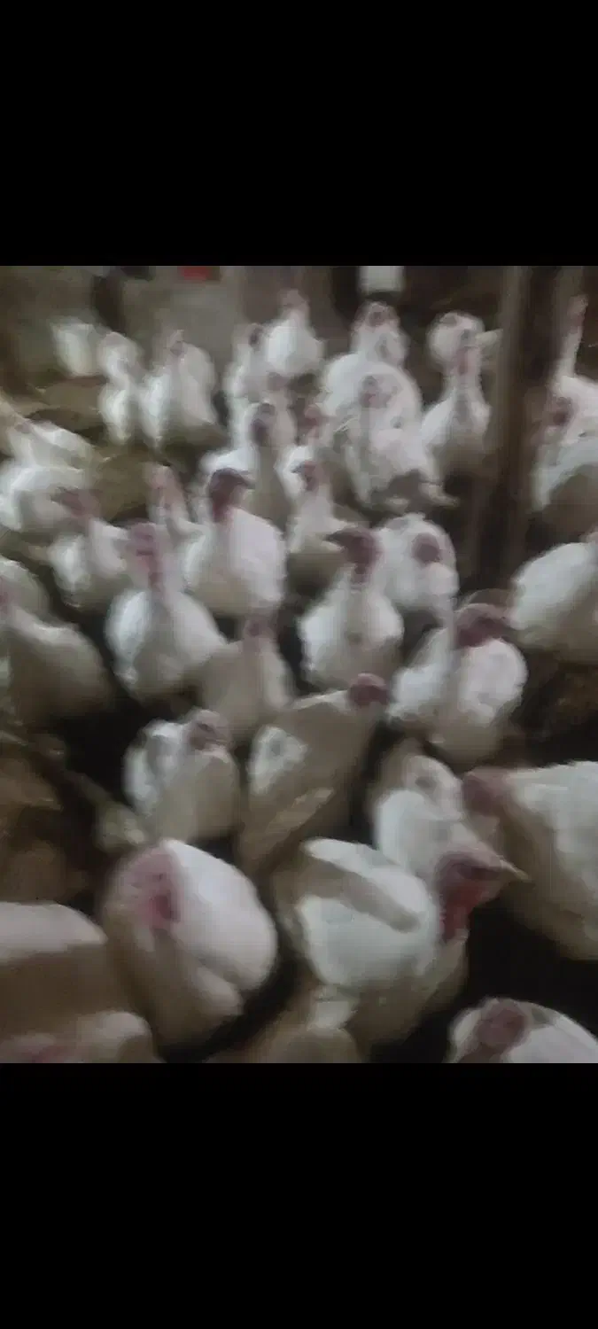 بوقلمون گوشتی|حیوانات مزرعه|قوچان, |دیوار